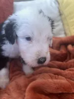 Grey, a male Old English Sheepdog for sale in Sterling Heights, MI – 1 of 5