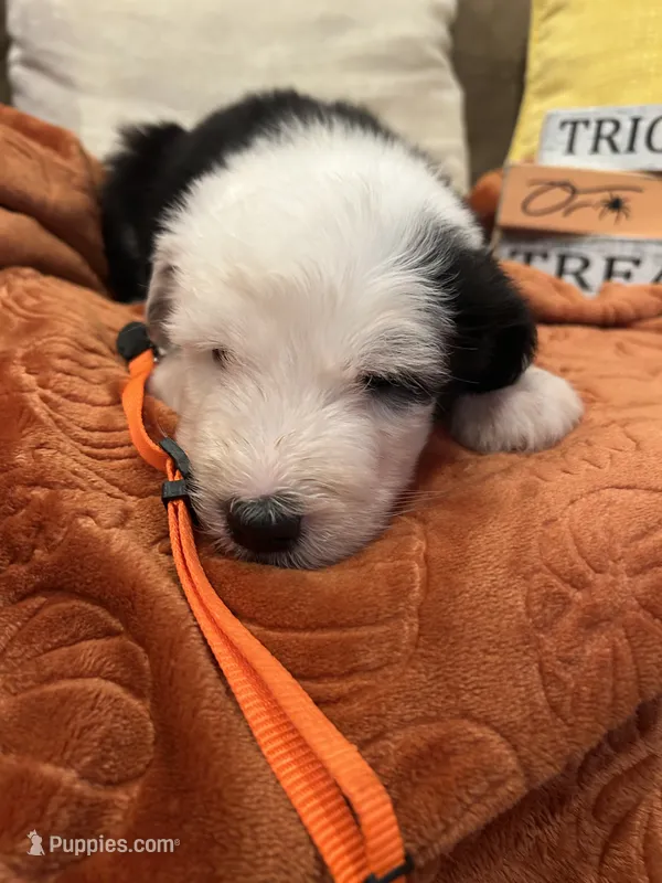 Orange, a female Old English Sheepdog for sale in Sterling Heights, MI – 1 of 8