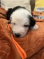 Orange, a female Old English Sheepdog for sale in Sterling Heights, MI – 1 of 8