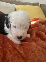 Forest green, a male Old English Sheepdog for sale in Sterling Heights, MI – 6 of 7