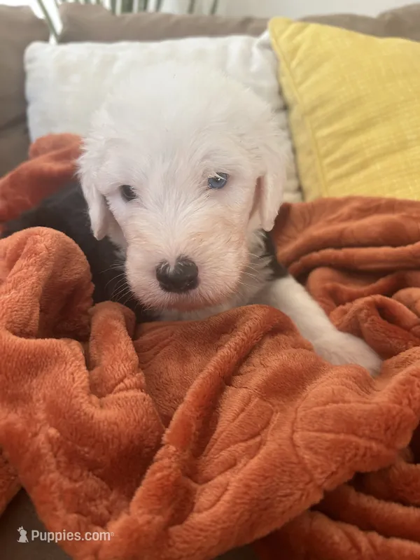 Turquoise  – Old English Sheepdog puppy for sale in Sterling Heights, MI