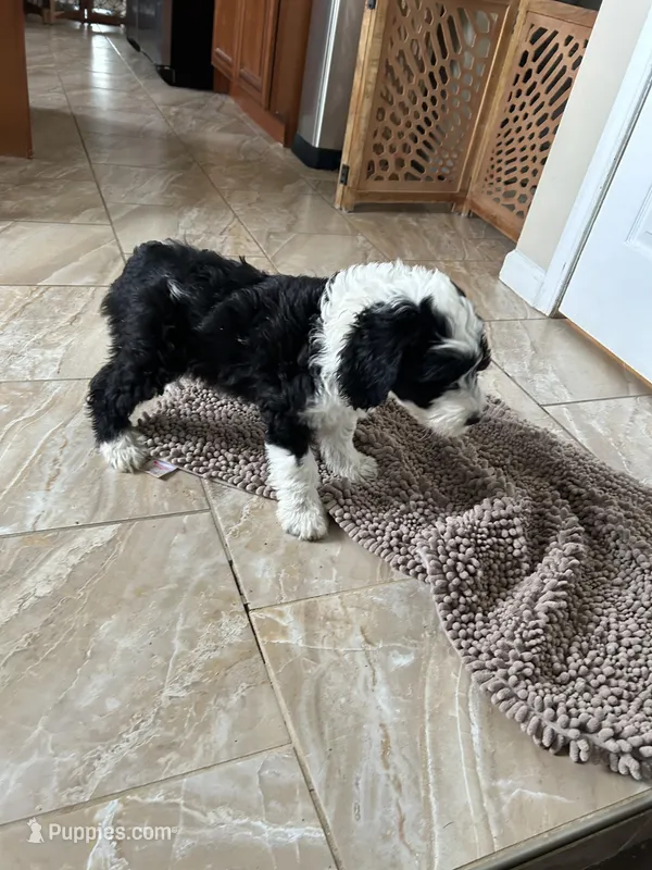 Coach -Reduced – Old English Sheepdog, Poodle - Standard  puppy for sale in Sterling Heights, MI