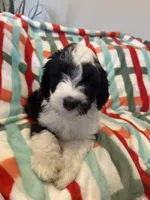 Coach , a male Old English Sheepdog and Poodle - Standard  for sale in Sterling Heights, MI – Photo 1 of 7