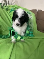 Couch, a male Old English Sheepdog and Sheepadoodle for sale in Sterling Heights, MI – Photo 8 of 8