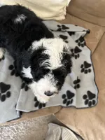 Coach , a male Old English Sheepdog and Poodle - Standard  for sale in Sterling Heights, MI – Photo 4 of 7