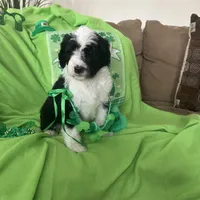 Coach , a male Old English Sheepdog and Poodle - Standard  for sale in Sterling Heights, MI – Photo 5 of 7