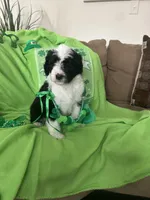 Couch, a male Old English Sheepdog and Sheepadoodle for sale in Sterling Heights, MI – Photo 7 of 8