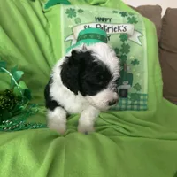 Coach , a male Old English Sheepdog and Poodle - Standard  for sale in Sterling Heights, MI – Photo 7 of 7