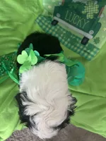 Couch, a male Old English Sheepdog and Sheepadoodle for sale in Sterling Heights, MI – Photo 5 of 8