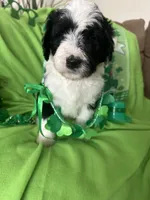Couch, a male Old English Sheepdog and Sheepadoodle for sale in Sterling Heights, MI – Photo 1 of 8