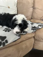 Coach , a male Old English Sheepdog and Poodle - Standard  for sale in Sterling Heights, MI – Photo 3 of 7