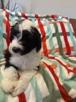 Coach , a male Old English Sheepdog and Poodle - Standard  for sale in Sterling Heights, MI – Photo 6 of 7