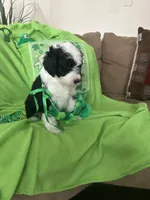 Couch, a male Old English Sheepdog and Sheepadoodle for sale in Sterling Heights, MI – Photo 6 of 8