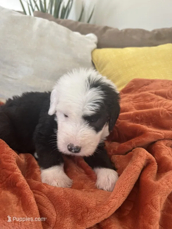 Navy – Old English Sheepdog puppy for sale in Sterling Heights, MI