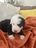 Navy, a male Old English Sheepdog for sale in Sterling Heights, MI – 1 of 8