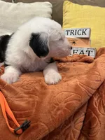 Orange, a female Old English Sheepdog for sale in Sterling Heights, MI – 7 of 8