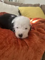 Forest green, a male Old English Sheepdog for sale in Sterling Heights, MI – 7 of 7