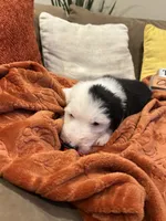 Red, a female Old English Sheepdog for sale in Sterling Heights, MI – 5 of 6