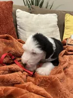Red, a female Old English Sheepdog for sale in Sterling Heights, MI – 6 of 6