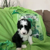 Robin/Reduced, a male Old English Sheepdog and Poodle - Standard  for sale in Sterling Heights, MI – Photo 4 of 6