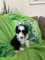 Robin, a male Old English Sheepdog and Sheepadoodle for sale in Sterling Heights, MI – Photo 4 of 6