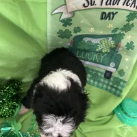 Robin/Reduced, a male Old English Sheepdog and Poodle - Standard  for sale in Sterling Heights, MI – Photo 2 of 6