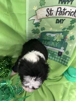 Robin, a male Old English Sheepdog and Sheepadoodle for sale in Sterling Heights, MI – Photo 2 of 6