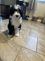 Robin/Reduced, a male Old English Sheepdog and Poodle - Standard  for sale in Sterling Heights, MI – Photo 4 of 10