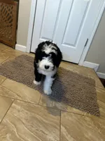 Robin/Reduced, a male Old English Sheepdog and Poodle - Standard  for sale in Sterling Heights, MI – Photo 2 of 10