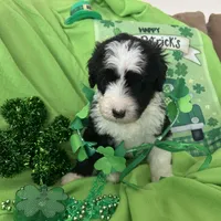 Robin/Reduced, a male Old English Sheepdog and Poodle - Standard  for sale in Sterling Heights, MI – Photo 5 of 6
