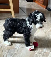 Robin/Reduced, a male Old English Sheepdog and Poodle - Standard  for sale in Sterling Heights, MI – Photo 3 of 10