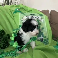 Robin/Reduced, a male Old English Sheepdog and Poodle - Standard  for sale in Sterling Heights, MI – Photo 3 of 6