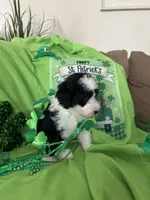 Robin, a male Old English Sheepdog and Sheepadoodle for sale in Sterling Heights, MI – Photo 3 of 6