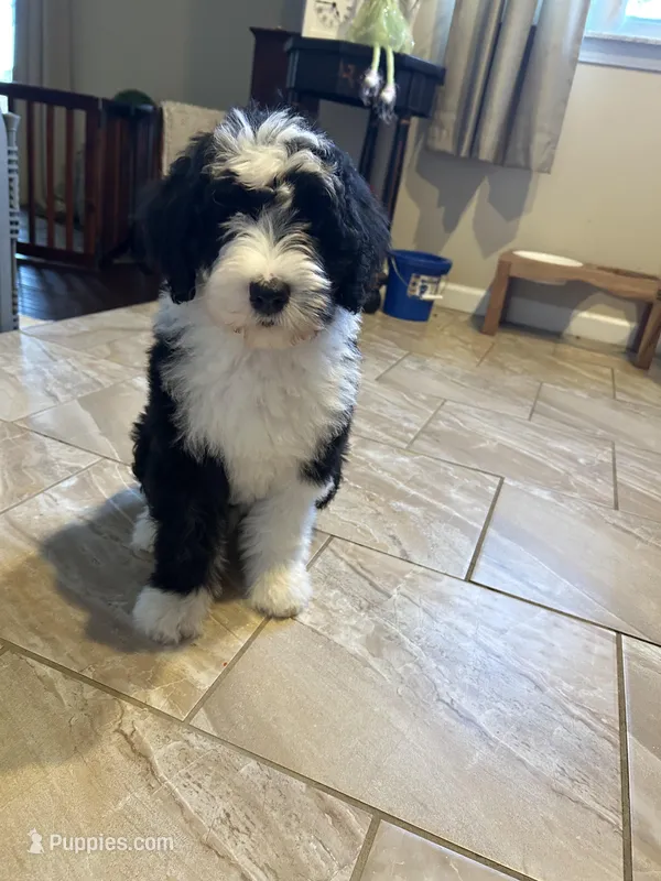 Robin/Reduced – Old English Sheepdog, Poodle - Standard  puppy for sale in Sterling Heights, MI