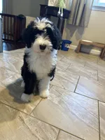 Robin/Reduced, a male Old English Sheepdog and Poodle - Standard  for sale in Sterling Heights, MI – Photo 1 of 10