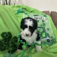 Robin/Reduced, a male Old English Sheepdog and Poodle - Standard  for sale in Sterling Heights, MI – Photo 6 of 6