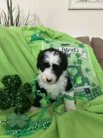 Robin, a male Old English Sheepdog and Sheepadoodle for sale in Sterling Heights, MI – Photo 6 of 6