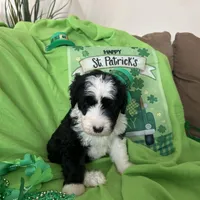 Robin/Reduced, a male Old English Sheepdog and Poodle - Standard  for sale in Sterling Heights, MI – Photo 1 of 6