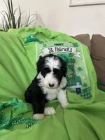 Robin, a male Old English Sheepdog and Sheepadoodle for sale in Sterling Heights, MI – Photo 1 of 6