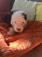 Purple, a male Old English Sheepdog for sale in Sterling Heights, MI – 3 of 7