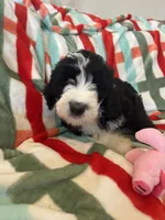 Aerabus-Reduced, a male Old English Sheepdog and Poodle - Standard  for sale in Sterling Heights, MI – Photo 7 of 7