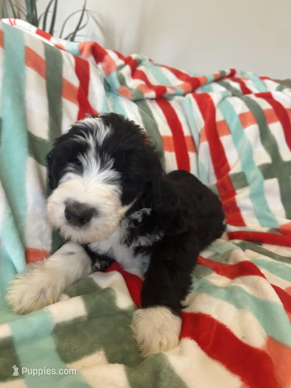 Aerabus – Old English Sheepdog, Poodle - Standard  puppy for sale in Sterling Heights, MI