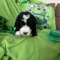 Aerabus-Reduced, a male Old English Sheepdog and Poodle - Standard  for sale in Sterling Heights, MI – Photo 4 of 7