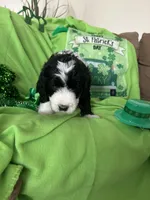 Aerabus, a male Old English Sheepdog and Poodle - Standard  for sale in Sterling Heights, MI – Photo 4 of 7
