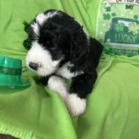 Aerabus-Reduced, a male Old English Sheepdog and Poodle - Standard  for sale in Sterling Heights, MI – Photo 6 of 7