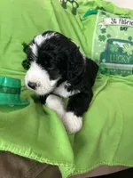 Aerabus, a male Old English Sheepdog and Poodle - Standard  for sale in Sterling Heights, MI – Photo 3 of 7