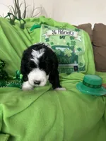 Aerabus, a male Old English Sheepdog and Poodle - Standard  for sale in Sterling Heights, MI – Photo 5 of 7