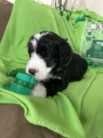 Aerabus, a male Old English Sheepdog and Poodle - Standard  for sale in Sterling Heights, MI – Photo 2 of 7