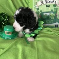 Aerabus-Reduced, a male Old English Sheepdog and Poodle - Standard  for sale in Sterling Heights, MI – Photo 2 of 7