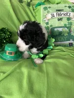 Aerabus, a male Old English Sheepdog and Poodle - Standard  for sale in Sterling Heights, MI – Photo 7 of 7